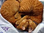 Snuggling Tabby Cats