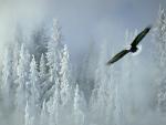 Soaring Bald Eagle in Winter, Alaska