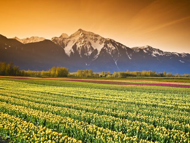 Tulip Field, British Columbia