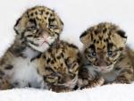 Clouded Leopard Cubs, Born March 2011, Nashville Zoo, Tennessee