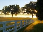 Morning Mist, Lexington, Kentucky