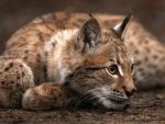 Nine-Month Old Eurasian Lynx