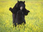Playful Black Bears