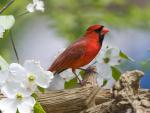 Cardinal in a Blooming Tree McLeansville North Carolina