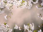 Cherry Blossoms Tokyo Prefecture Honshu Japan