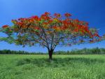 Flowering Acacia Tree Litchfield National Park Australia