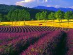 Lavender Fields of Provence France