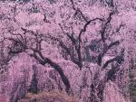 Weeping Cherry Tree of Minobu Mountain Yamanashi Prefecture Japan