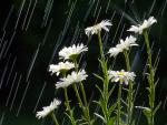 White Daisies in the Rain