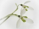Close-Up of Snowdrops