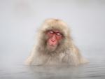Japanese Macaque Monkey in Hot Springs Jigokudani Japan