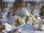 Polar Bear Cub Resting on Mother Manitoba Canada