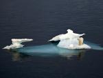 Polar Bear Resting on Iceberg Greenland
