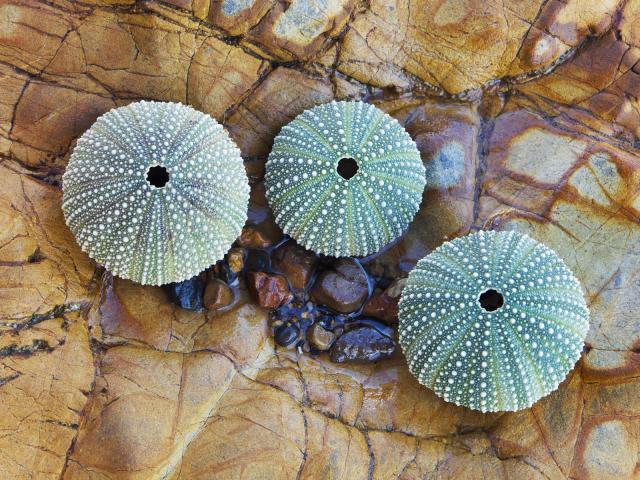 Sea Urchin Skeletons