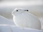 Snow Hare Churchill Manitoba