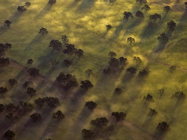 Trees in Morning Mist Santa Rosa Valley California