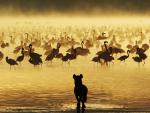 Watchful Lion Studying Flamingos South Africa