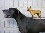 s the Boss_ Chihuahua and Great Dane