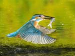 Kingfisher in Flight Romania