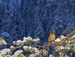 Siberian Jay in a Snowy Forest Posio Finland