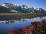 Fireweed, Saint Elias Mountains, Glacier Bay National Park and Preserve, Alaska