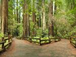 Muir Woods, Marin County, California