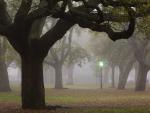 Foggy Park, Charleston, South Carolina