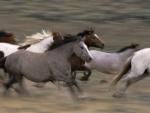Mustangs on the Move, Red Desert, Wyoming