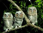 Trio of Screech Owls, Pennsylvania