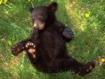 A Playful Black Bear Cub