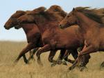 Don_Mustangs_Rostovsky_State_Steppe_Nature_Reserve_Russia