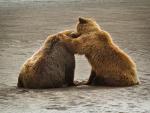 Friendly_Grizzly_Bears_Katmai_National_Park_Alaska