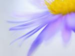 Macro_View_of_an_Aster