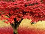 Maple_Tree_in_Autumn_Lake_District_Cumbria_England