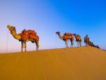 Camels_Thar_Desert_India
