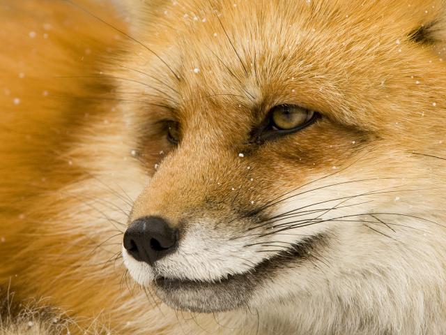 Close-Up_of_a_Red_Fox