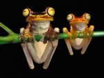 Chachi_Tree_Frogs