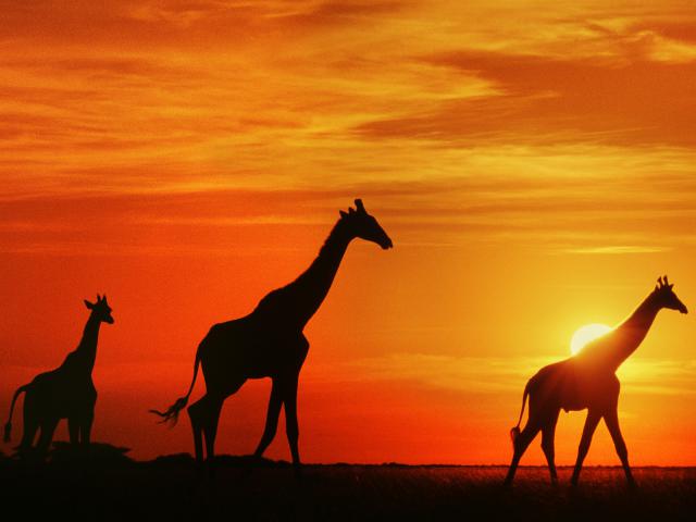 Giraffes_at_Sunset
