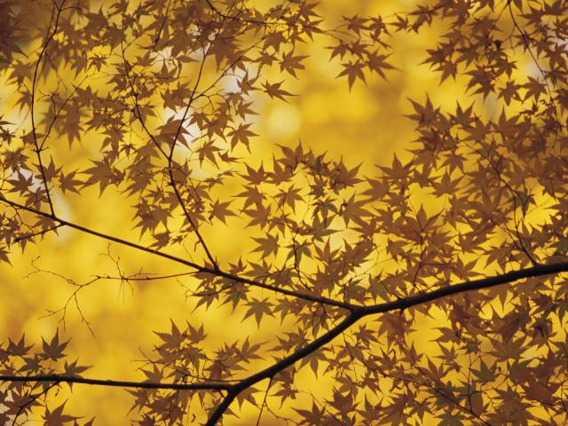 Maple_Leaves_in_Autumn