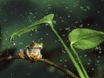 Red-Eyed_Tree_Frog