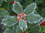 Blooming_Holly