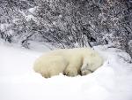 Resting_Polar_Bear